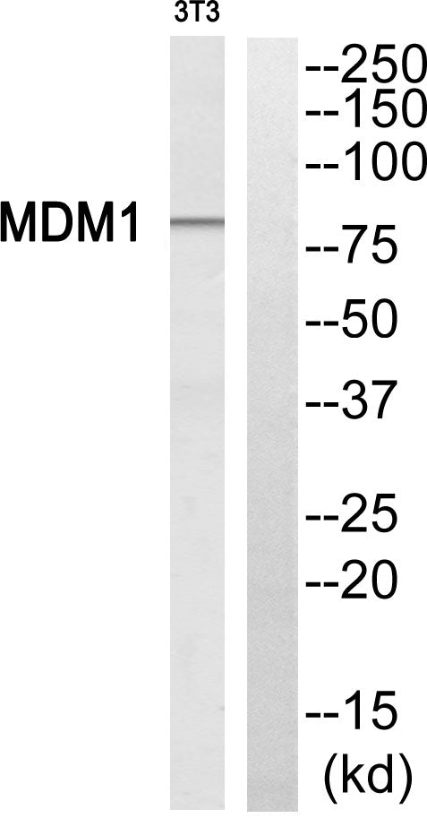 MDM1 Rabbit Polyclonal Antibody