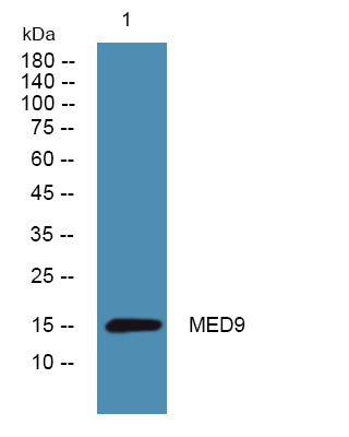 MED9 Rabbit Polyclonal Antibody