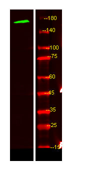 MEGF6 Rabbit Polyclonal Antibody