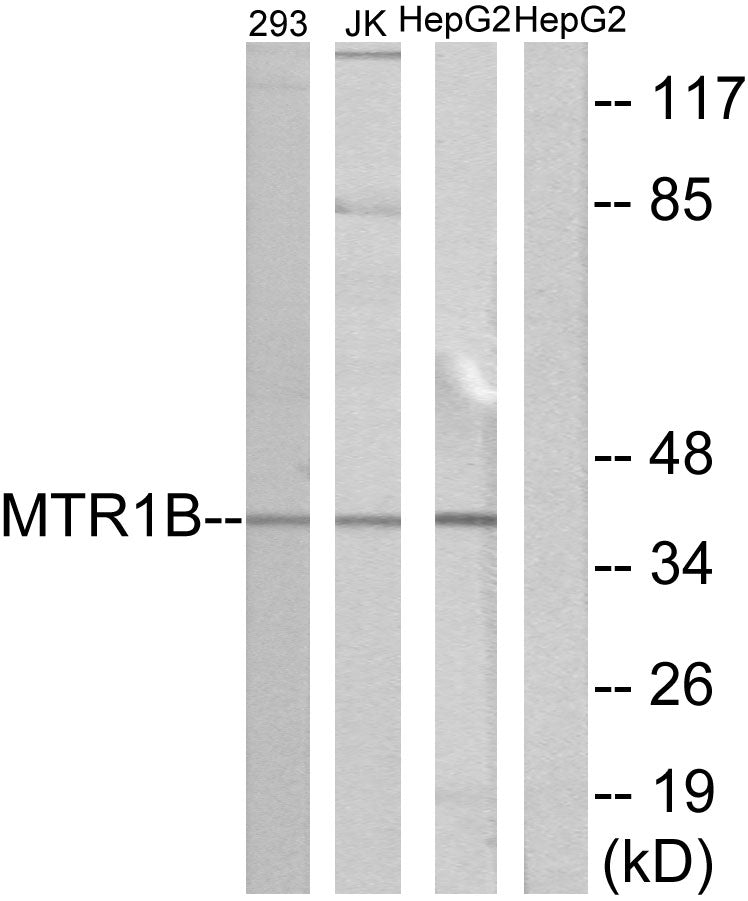 MEL-1B-R Rabbit Polyclonal Antibody