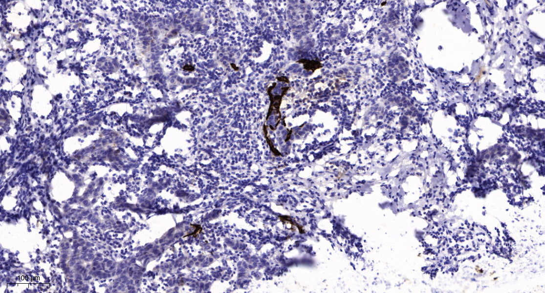 MFRP Rabbit Polyclonal Antibody