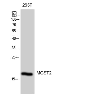 MGST2 Rabbit Polyclonal Antibody
