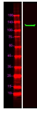MIB2 Rabbit Polyclonal Antibody
