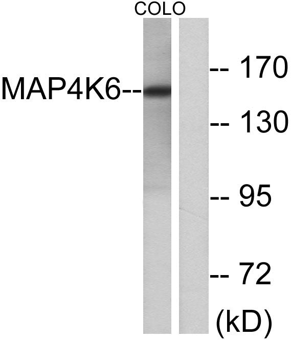 MINK1 Rabbit Polyclonal Antibody
