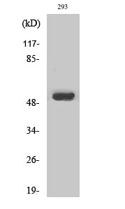 MMP-1 Rabbit Polyclonal Antibody