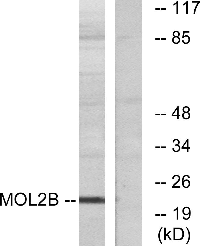 Mob3B Rabbit Polyclonal Antibody