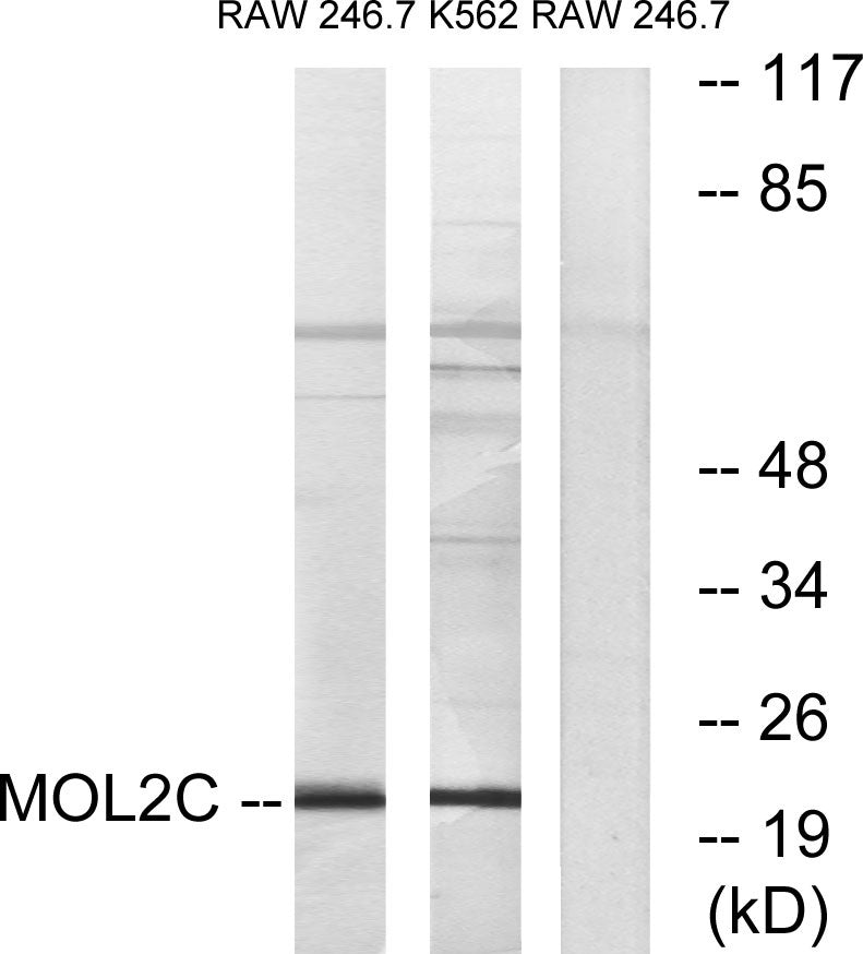 Mob3C Rabbit Polyclonal Antibody