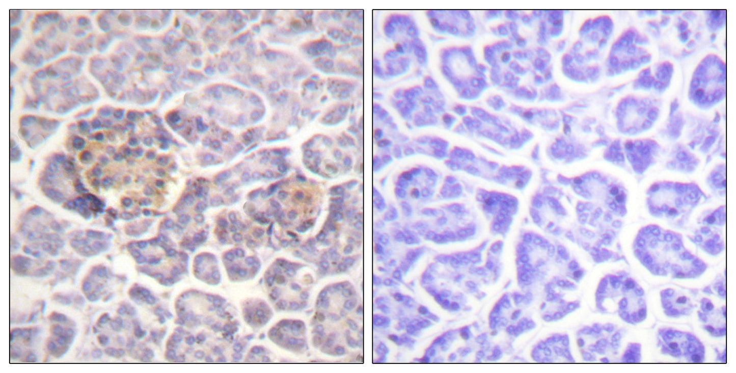 Moesin/Ezrin/Radixin Rabbit Polyclonal Antibody