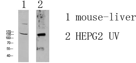 MOT4 Rabbit Polyclonal Antibody