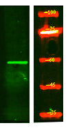 MOT7 Rabbit Polyclonal Antibody