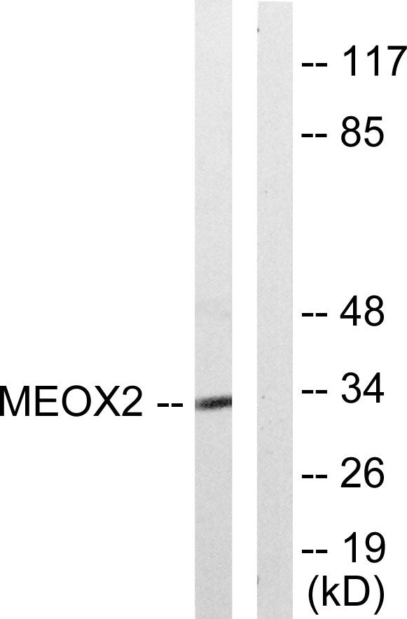 MOX-2 Rabbit Polyclonal Antibody