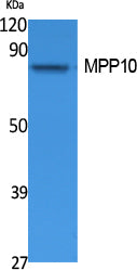 MPP10 Rabbit Polyclonal Antibody