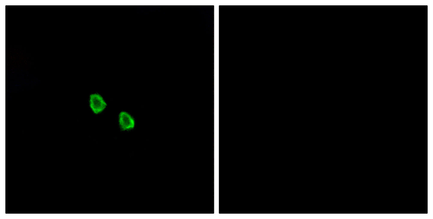 MRGX1 Rabbit Polyclonal Antibody