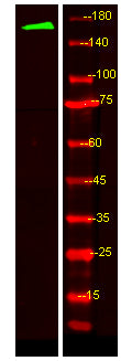 MRP6 Rabbit Polyclonal Antibody