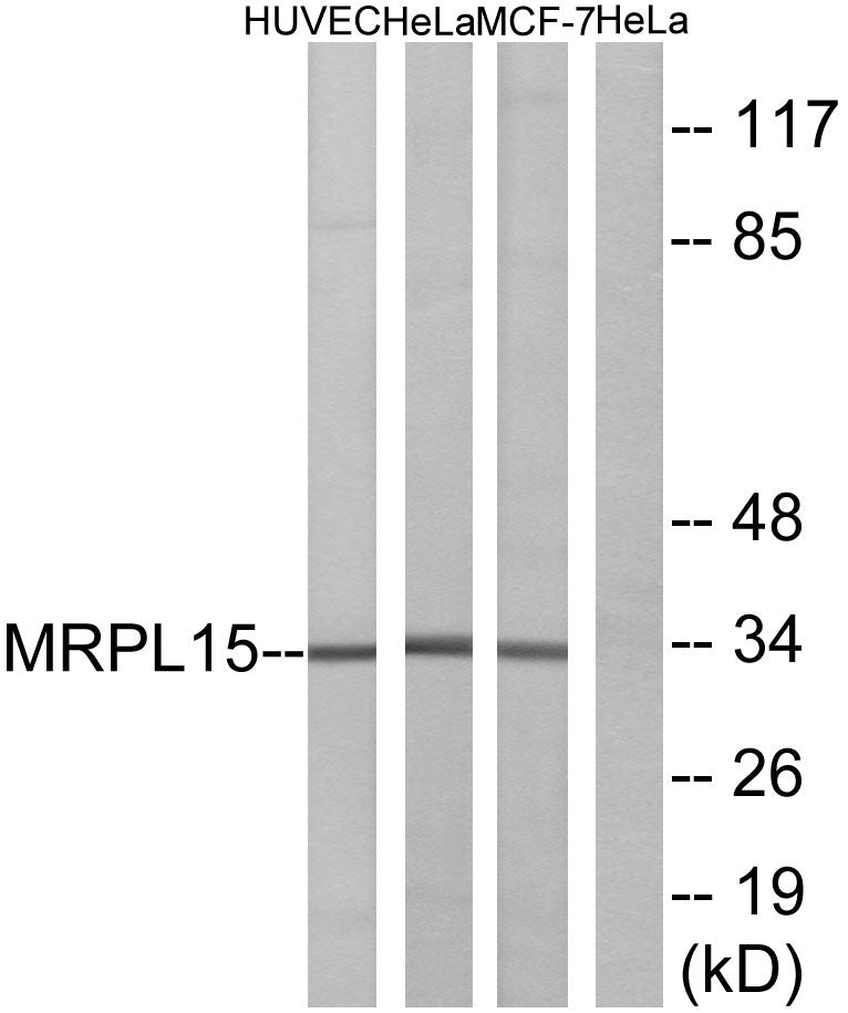 MRP-L15 Rabbit Polyclonal Antibody