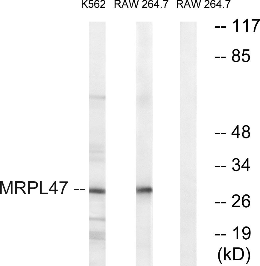 MRP-L47 Rabbit Polyclonal Antibody
