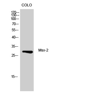 Msx-2 Rabbit Polyclonal Antibody