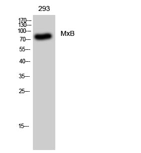 MxB Rabbit Polyclonal Antibody