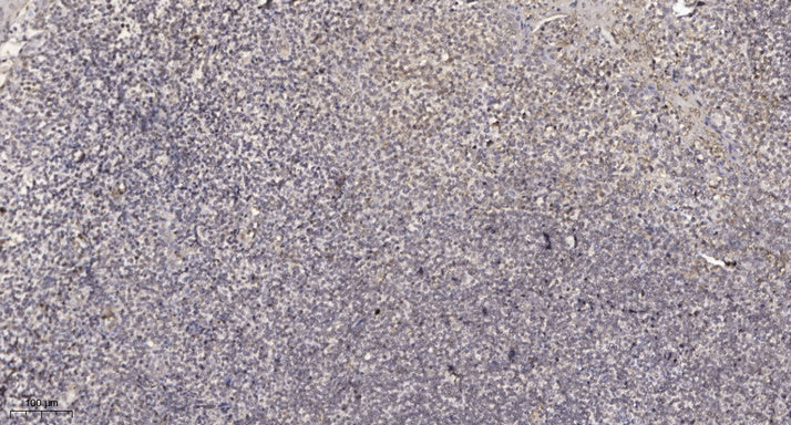 MXRA5 Rabbit Polyclonal Antibody
