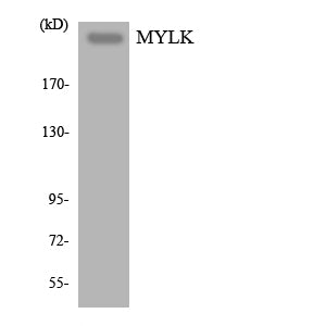 MYLK Rabbit Polyclonal Antibody