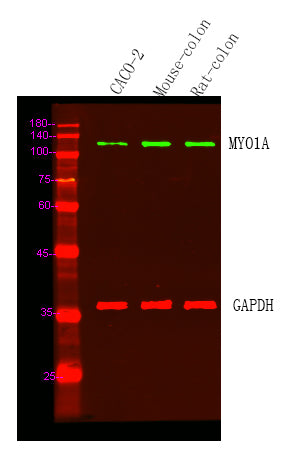 MYO1A Rabbit Polyclonal Antibody