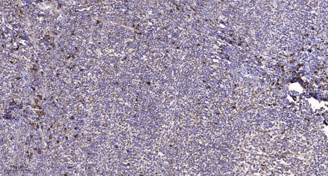 Na+ CP type IIα Rabbit Polyclonal Antibody