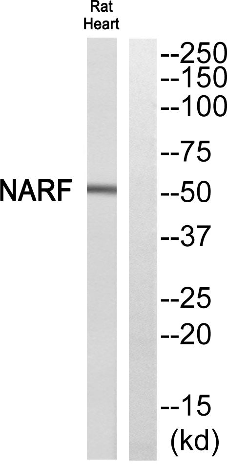 NARF Rabbit Polyclonal Antibody