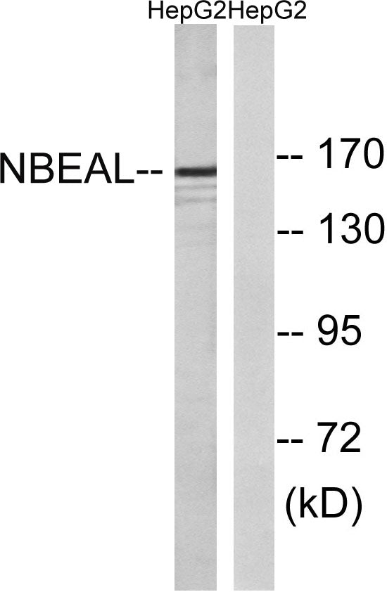 NBEAL1 Rabbit Polyclonal Antibody