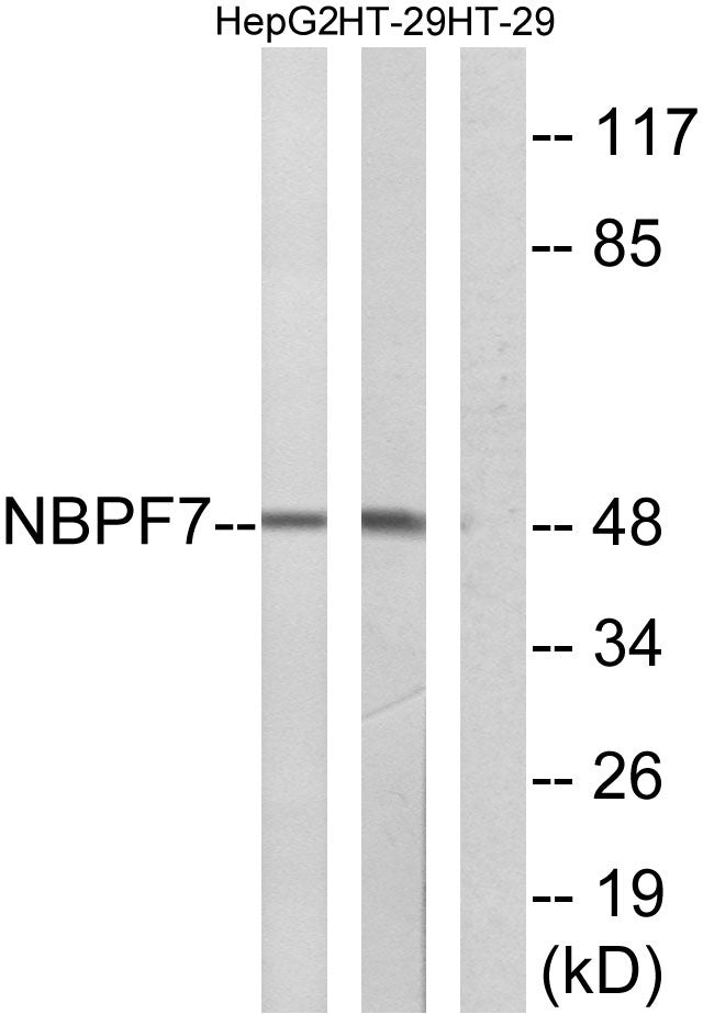 NBPF7 Rabbit Polyclonal Antibody