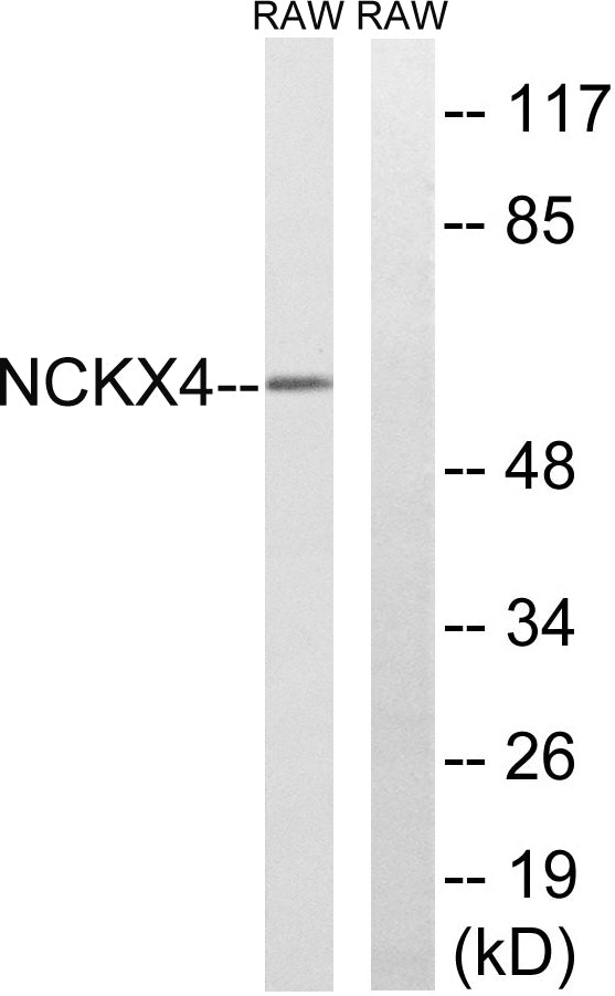 NCKX4 Rabbit Polyclonal Antibody