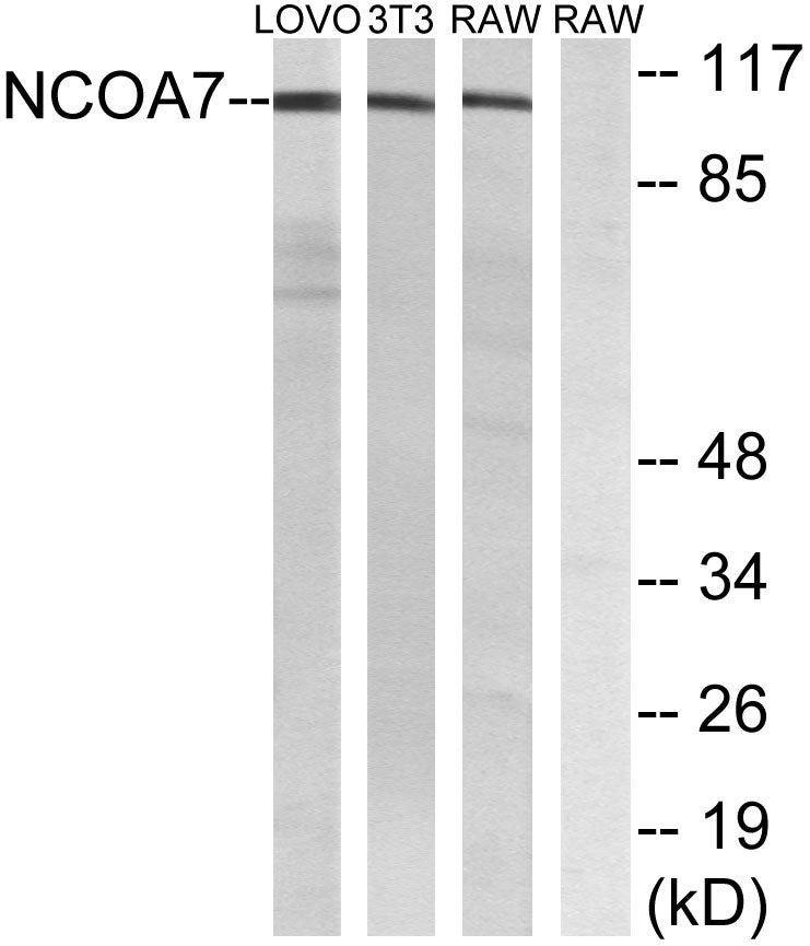 NCoA-7 Rabbit Polyclonal Antibody