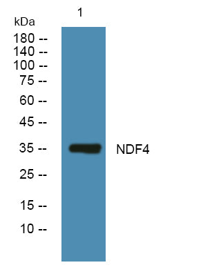 NDF4 Rabbit Polyclonal Antibody