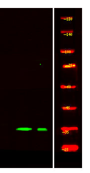 NDF6 Rabbit Polyclonal Antibody