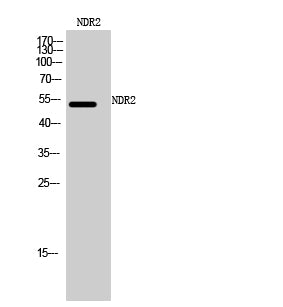 NDR2 Rabbit Polyclonal Antibody