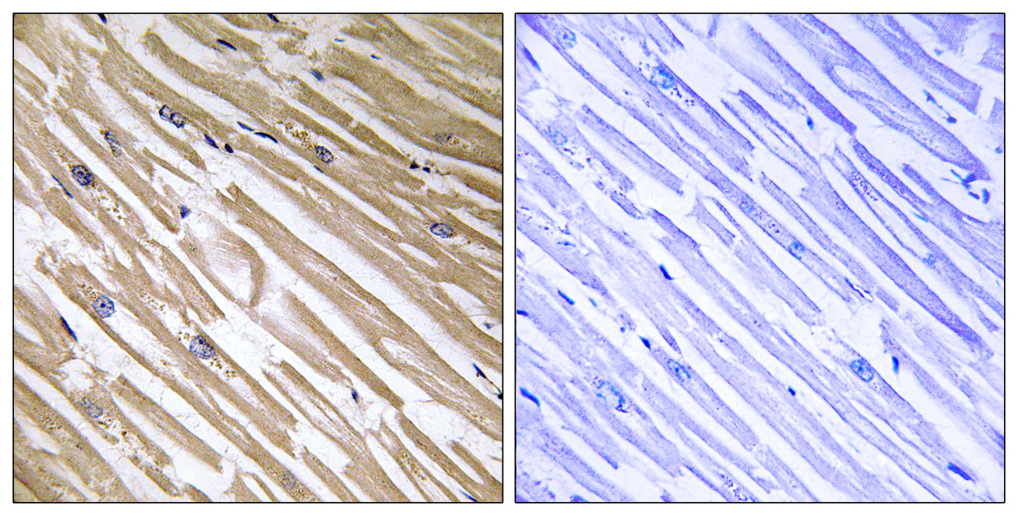 NDRG4 Rabbit Polyclonal Antibody