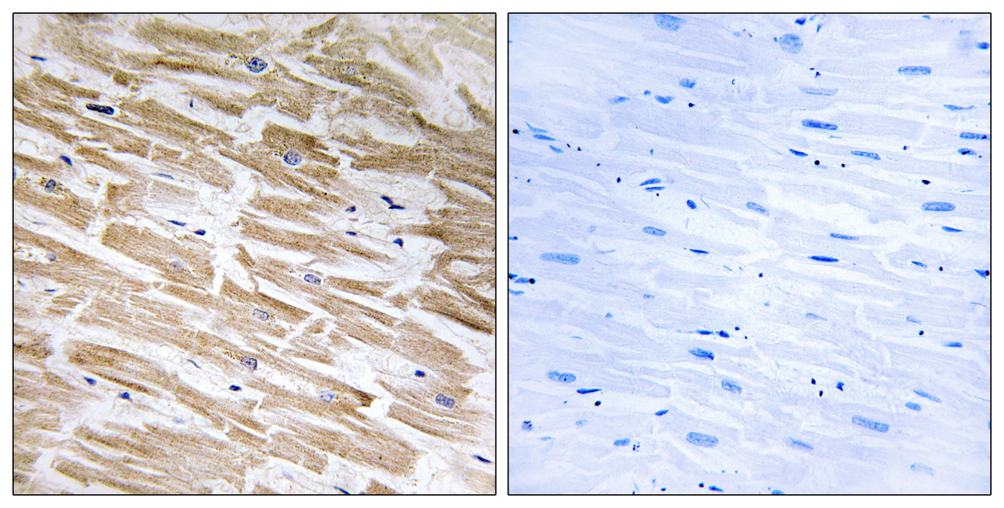 Neuralized-2 Rabbit Polyclonal Antibody