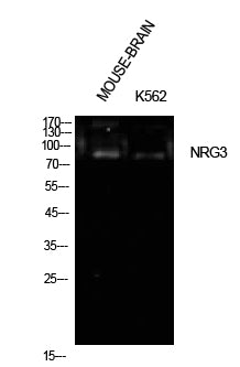 Neuregulin-3 Rabbit Polyclonal Antibody
