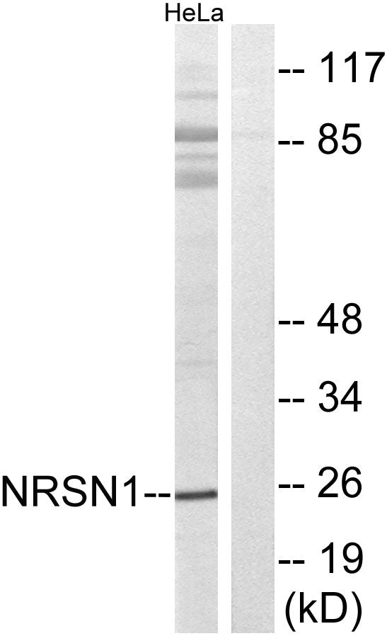 Neurensin-1 Rabbit Polyclonal Antibody