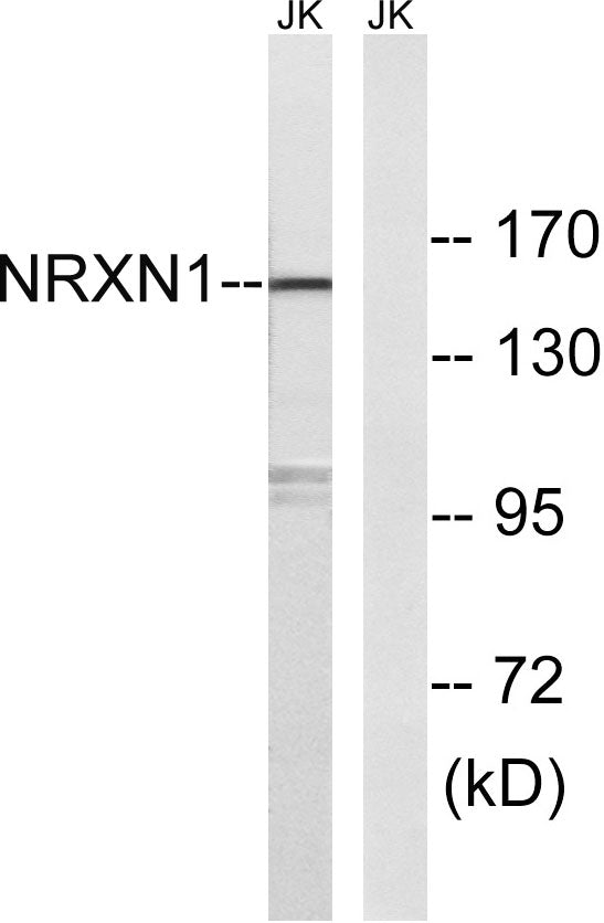 Neurexin I Rabbit Polyclonal Antibody