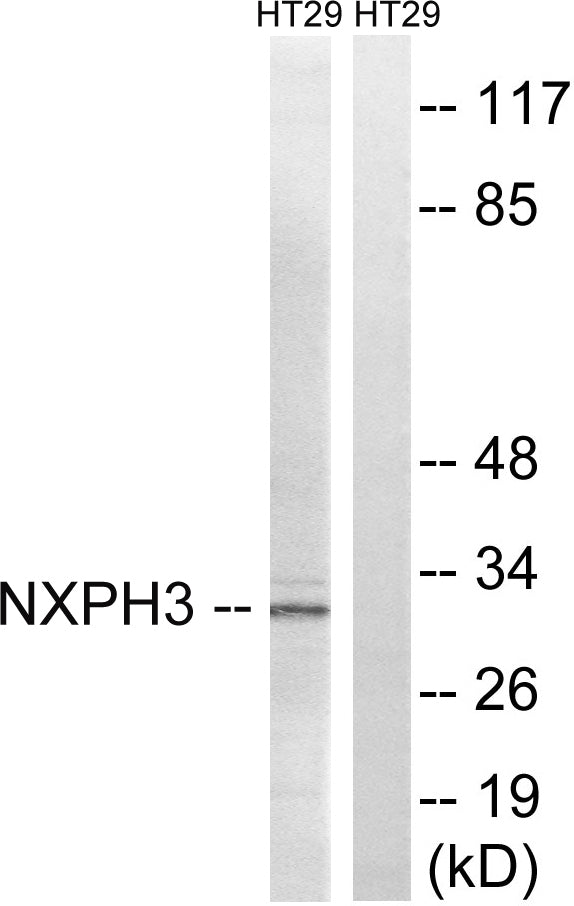 Neurexophilin-3 Rabbit Polyclonal Antibody