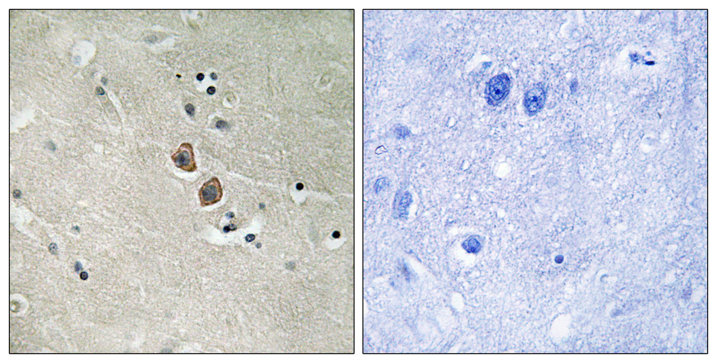 Neuroplastin Rabbit Polyclonal Antibody