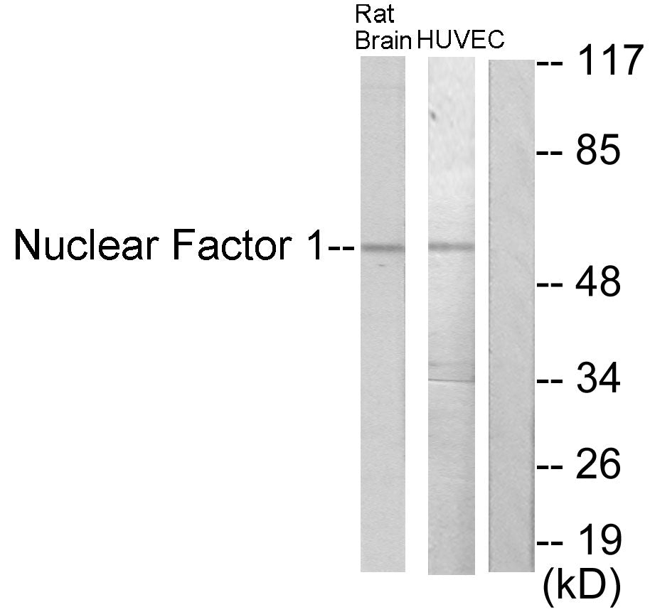 NF-1 Rabbit Polyclonal Antibody