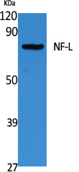 NF-L Rabbit Polyclonal Antibody