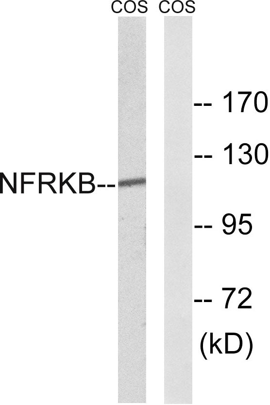 NFRκB Rabbit Polyclonal Antibody