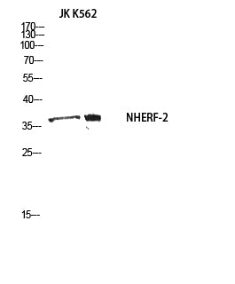 NHERF-2 Rabbit Polyclonal Antibody