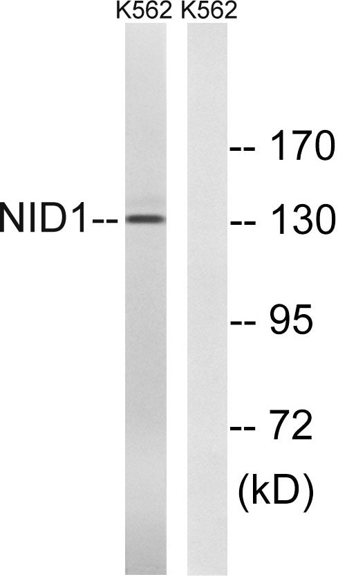 Nidogen Rabbit Polyclonal Antibody