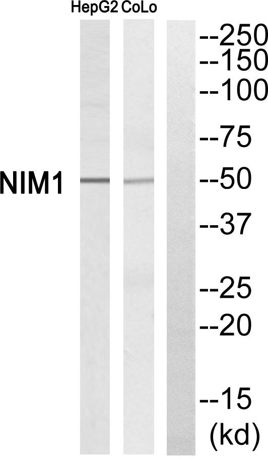 NIM1 Rabbit Polyclonal Antibody