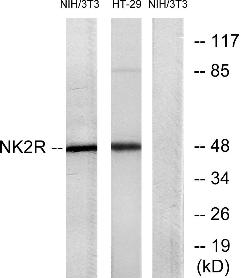 NK-2R Rabbit Polyclonal Antibody