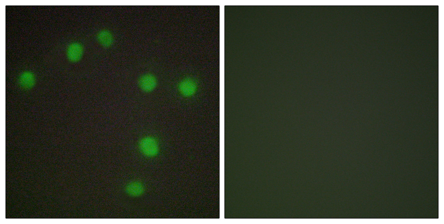 Nkx-6.3 Rabbit Polyclonal Antibody