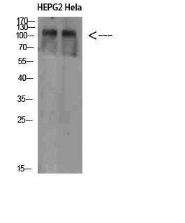 NLRX1 Rabbit Polyclonal Antibody